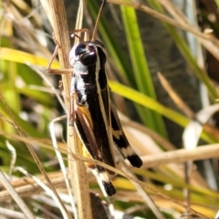 Macrotona australis (Common Macrotona Grasshopper) at QPRC LGA - 26 Feb 2023 by trevorpreston