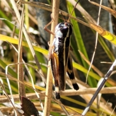 Macrotona australis at Carwoola, NSW - 26 Feb 2023