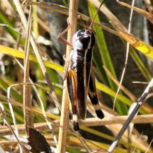 Macrotona australis at Carwoola, NSW - 26 Feb 2023