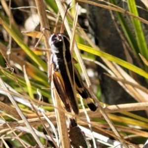 Macrotona australis at Carwoola, NSW - 26 Feb 2023