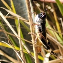 Macrotona australis at Carwoola, NSW - 26 Feb 2023