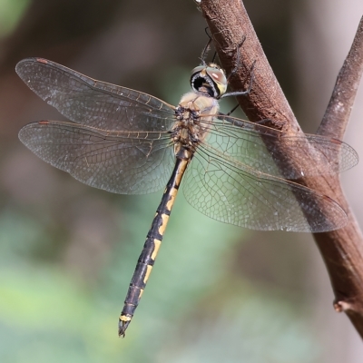 Hemicordulia tau (Tau Emerald) at Wonga Wetlands - 25 Feb 2023 by KylieWaldon