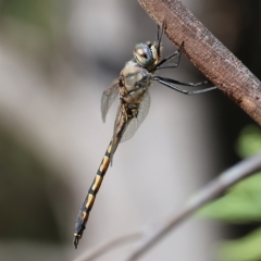 Hemicordulia tau at Splitters Creek, NSW - 26 Feb 2023 10:07 AM