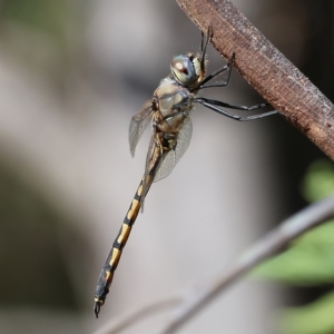 Hemicordulia tau at Splitters Creek, NSW - 26 Feb 2023 10:07 AM