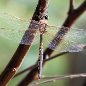 Hemicordulia tau at Splitters Creek, NSW - 26 Feb 2023 10:07 AM