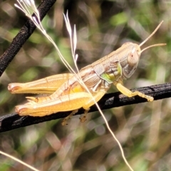 Praxibulus sp. (genus) (A grasshopper) at Carwoola, NSW - 26 Feb 2023 by trevorpreston