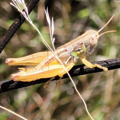 Praxibulus sp. (genus) (A grasshopper) at QPRC LGA - 26 Feb 2023 by trevorpreston