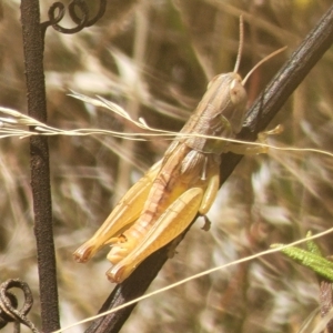 Praxibulus sp. (genus) at Carwoola, NSW - 26 Feb 2023