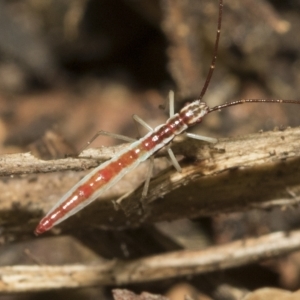 Mutusca brevicornis at Higgins, ACT - 22 Feb 2023 11:41 AM