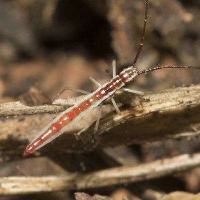 Mutusca brevicornis (A broad-headed bug) at Higgins, ACT - 22 Feb 2023 by AlisonMilton