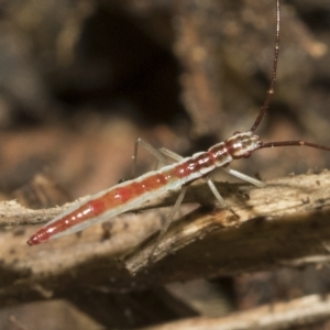 Mutusca brevicornis at Higgins, ACT - 22 Feb 2023 11:41 AM