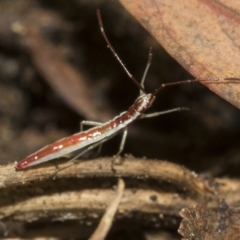 Mutusca brevicornis at Higgins, ACT - 22 Feb 2023