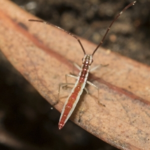 Mutusca brevicornis at Higgins, ACT - 22 Feb 2023