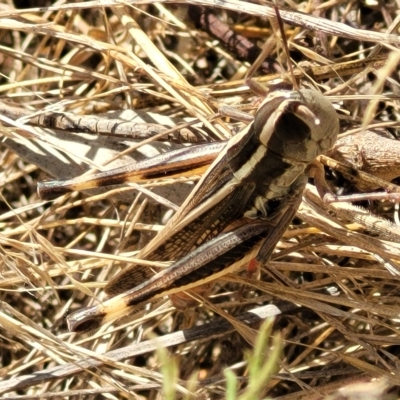 Macrotona australis (Common Macrotona Grasshopper) at Carwoola, NSW - 26 Feb 2023 by trevorpreston