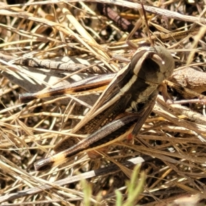 Macrotona australis at Carwoola, NSW - 26 Feb 2023