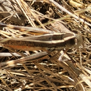 Macrotona australis at Carwoola, NSW - 26 Feb 2023 11:49 AM