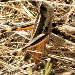 Macrotona australis at Carwoola, NSW - 26 Feb 2023 11:49 AM