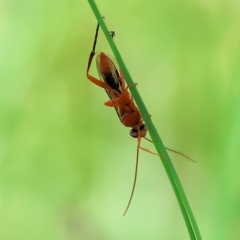 Ichneumonidae (family) (Unidentified ichneumon wasp) at Splitters Creek, NSW - 26 Feb 2023 by KylieWaldon