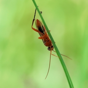 Ichneumonidae (family) at Splitters Creek, NSW - 26 Feb 2023 10:11 AM