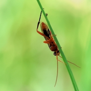 Ichneumonidae (family) at Splitters Creek, NSW - 26 Feb 2023 10:11 AM