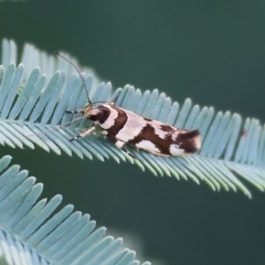 Unidentified Concealer moth (Oecophoridae) at Splitters Creek, NSW - 25 Feb 2023 by KylieWaldon