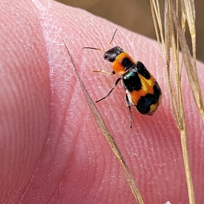 Dicranolaius concinicornis (Melyrid flower beetle) at Carwoola, NSW - 26 Feb 2023 by trevorpreston