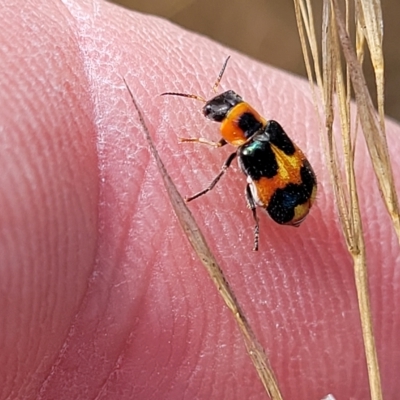 Aulacophora hilaris (Pumpkin Beetle) at Carwoola, NSW - 26 Feb 2023 by trevorpreston