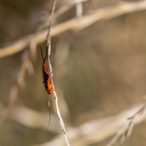 Lissopimpla excelsa at Fyshwick, ACT - 25 Feb 2023 09:00 AM