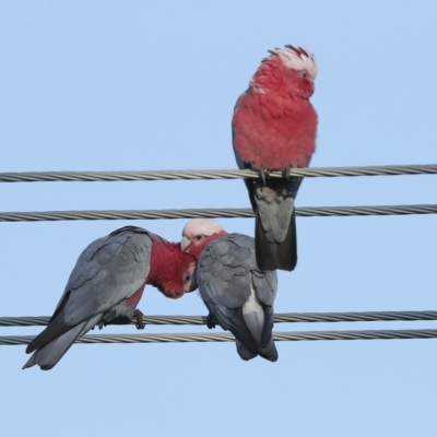 Eolophus roseicapilla (Galah) at Higgins, ACT - 19 Feb 2023 by AlisonMilton