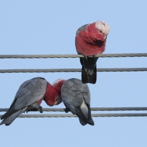 Eolophus roseicapilla at Higgins, ACT - 20 Feb 2023 07:49 AM