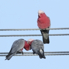 Eolophus roseicapilla at Higgins, ACT - 20 Feb 2023