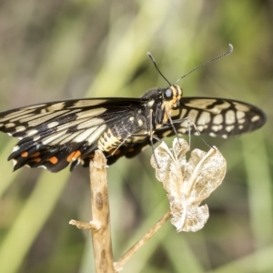 Papilio anactus at Higgins, ACT - 22 Feb 2023 10:46 AM