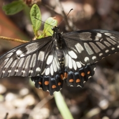 Papilio anactus at Higgins, ACT - 22 Feb 2023