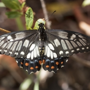 Papilio anactus at Higgins, ACT - 22 Feb 2023 10:46 AM