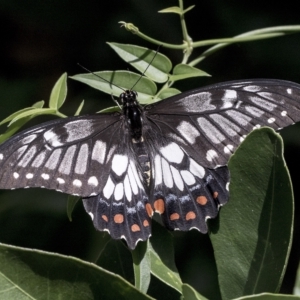 Papilio anactus at Higgins, ACT - 22 Feb 2023 10:46 AM