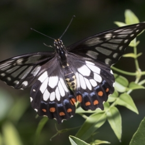 Papilio anactus at Higgins, ACT - 22 Feb 2023 10:46 AM