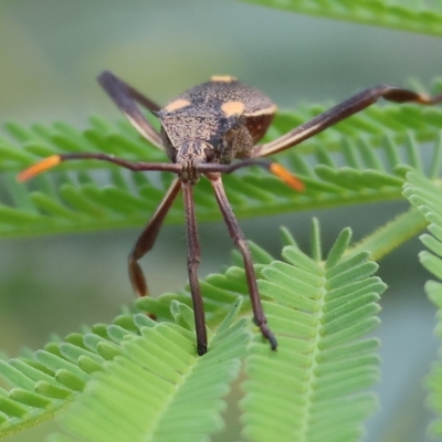 Mictis profana (Crusader Bug) at Wonga Wetlands - 25 Feb 2023 by KylieWaldon
