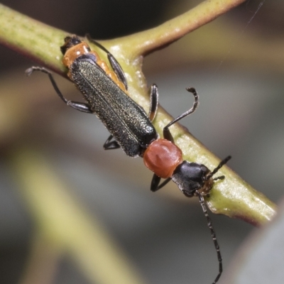 Chauliognathus tricolor (Tricolor soldier beetle) at Higgins, ACT - 23 Feb 2023 by AlisonMilton