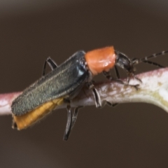 Chauliognathus tricolor at Higgins, ACT - 23 Feb 2023 12:21 PM