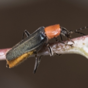 Chauliognathus tricolor at Higgins, ACT - 23 Feb 2023 12:21 PM