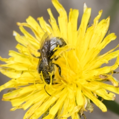 Lasioglossum (Chilalictus) sp. (genus & subgenus) (Halictid bee) at Belconnen, ACT - 23 Feb 2023 by AlisonMilton