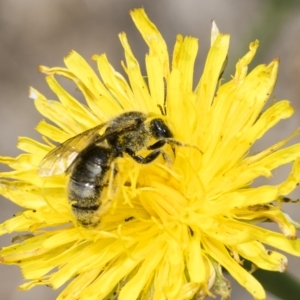 Lasioglossum (Chilalictus) sp. (genus & subgenus) at Belconnen, ACT - 23 Feb 2023