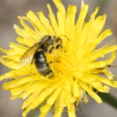 Lasioglossum (Chilalictus) sp. (genus & subgenus) at Belconnen, ACT - 23 Feb 2023