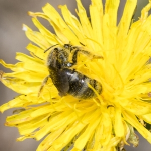 Lasioglossum (Chilalictus) sp. (genus & subgenus) at Belconnen, ACT - 23 Feb 2023