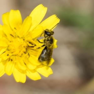 Lasioglossum (Chilalictus) sp. (genus & subgenus) at Belconnen, ACT - 23 Feb 2023 11:26 AM