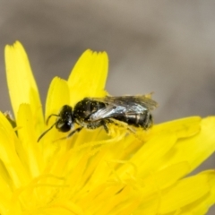 Lasioglossum (Chilalictus) sp. (genus & subgenus) at Belconnen, ACT - 23 Feb 2023 11:26 AM