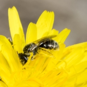 Lasioglossum (Chilalictus) sp. (genus & subgenus) at Belconnen, ACT - 23 Feb 2023 11:26 AM