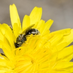 Lasioglossum (Chilalictus) sp. (genus & subgenus) at Belconnen, ACT - 23 Feb 2023 11:26 AM