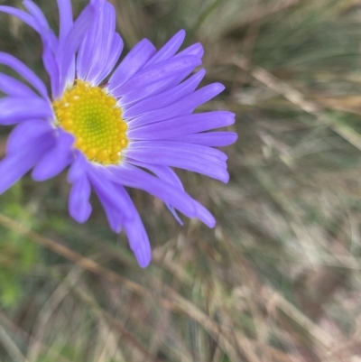 Brachyscome spathulata (Coarse Daisy, Spoon-leaved Daisy) at Cotter River, ACT - 26 Feb 2023 by NedJohnston