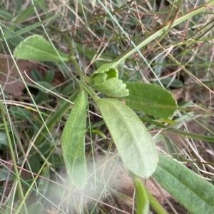 Brachyscome spathulata at Cotter River, ACT - 26 Feb 2023